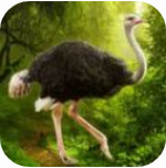 ����ģ����