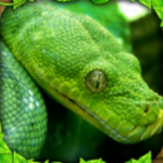 ����ģ����