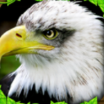 ��ӥģ�����