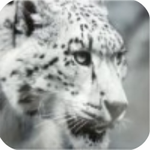 ѩ��ģ����